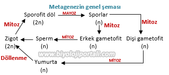 Metagenezin genel şeması